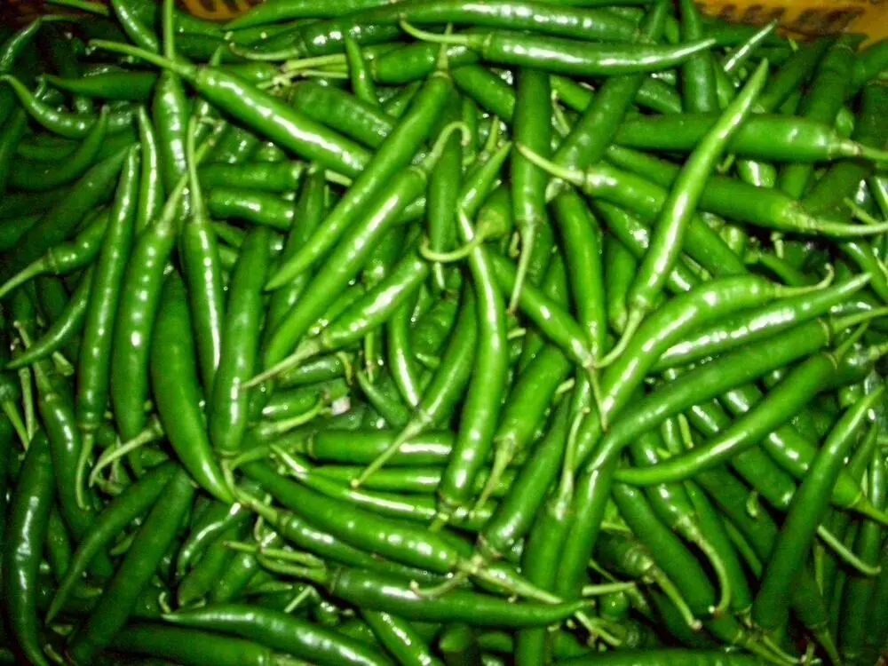 
HYBRID MARSHAL GREEN CHILLI SEEDS 