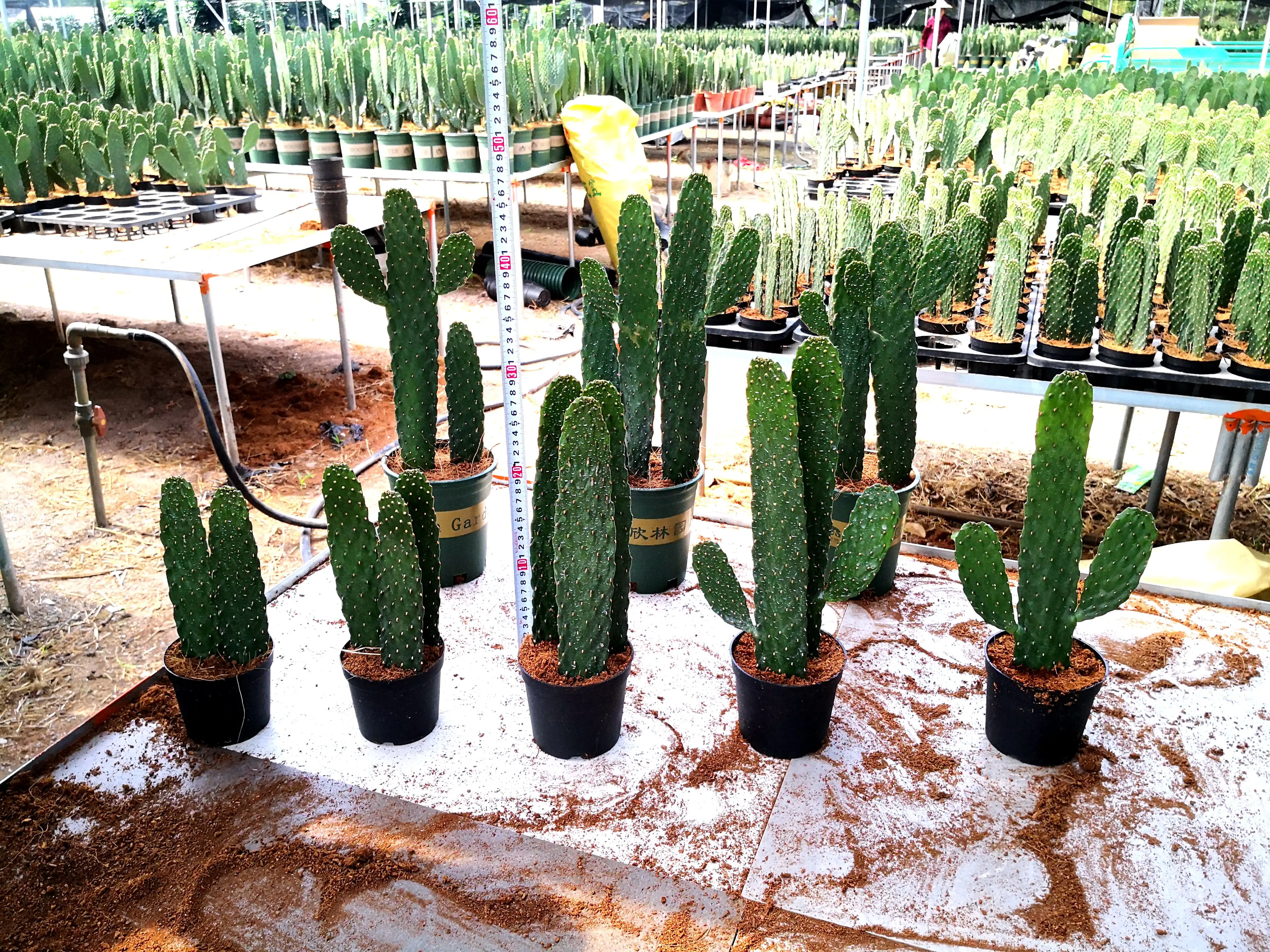 
cactus opuntia rubescens 