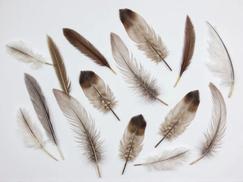 feathers for crafts
