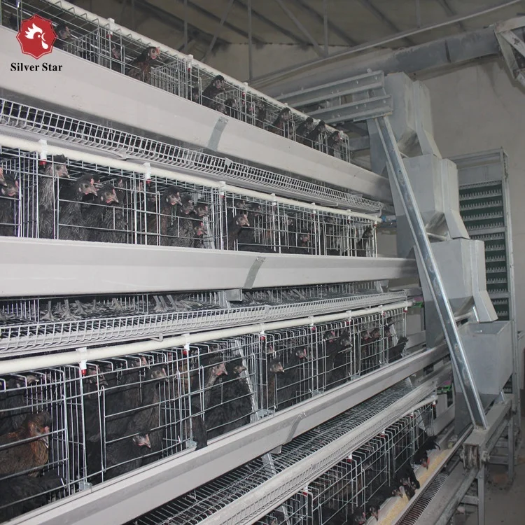 Professional design both A&H type automatic chicken layer cage for sale in philippines.JPG