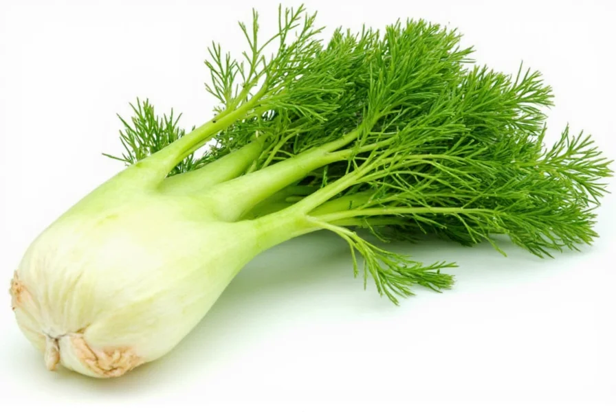 Fennel Taste: Sweet Anise Flavor Explained
