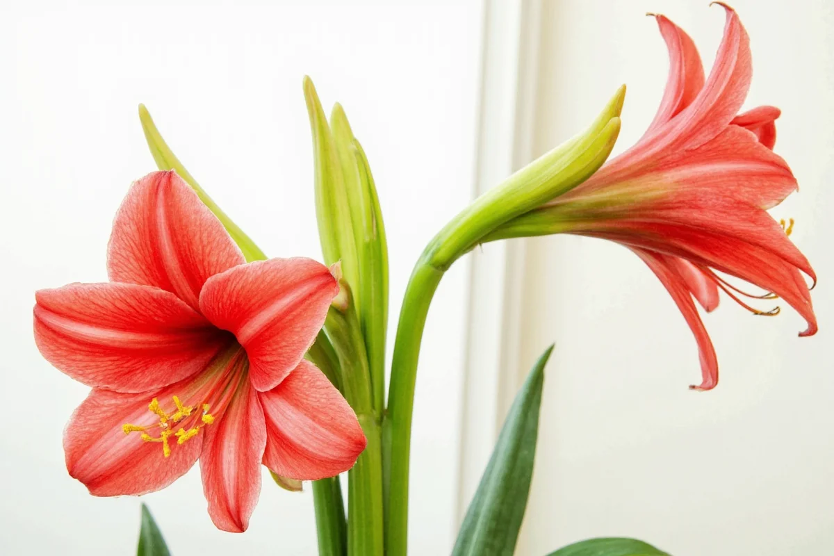 how to take care of an amaryllis plant
