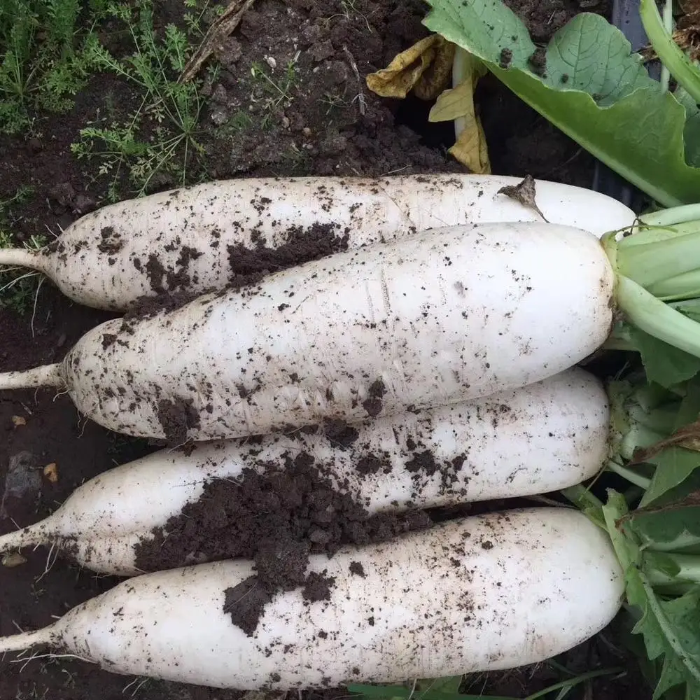 
2020 new crop high quality and cheap price fresh white radish 