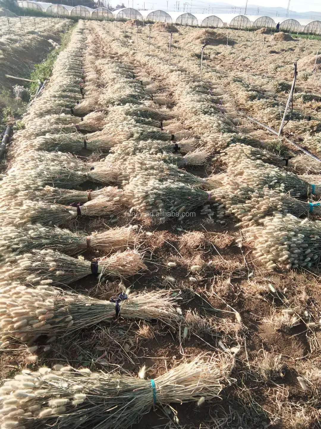 Factory Supply 2021 Trendiest Natrual Plant Dried Uraria Picta Lagurus