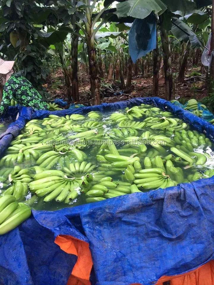 
Wechat +84971316435 good price for fresh banana reach Shanghai port China 