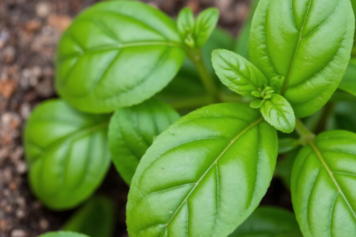 how to plant basil in pots