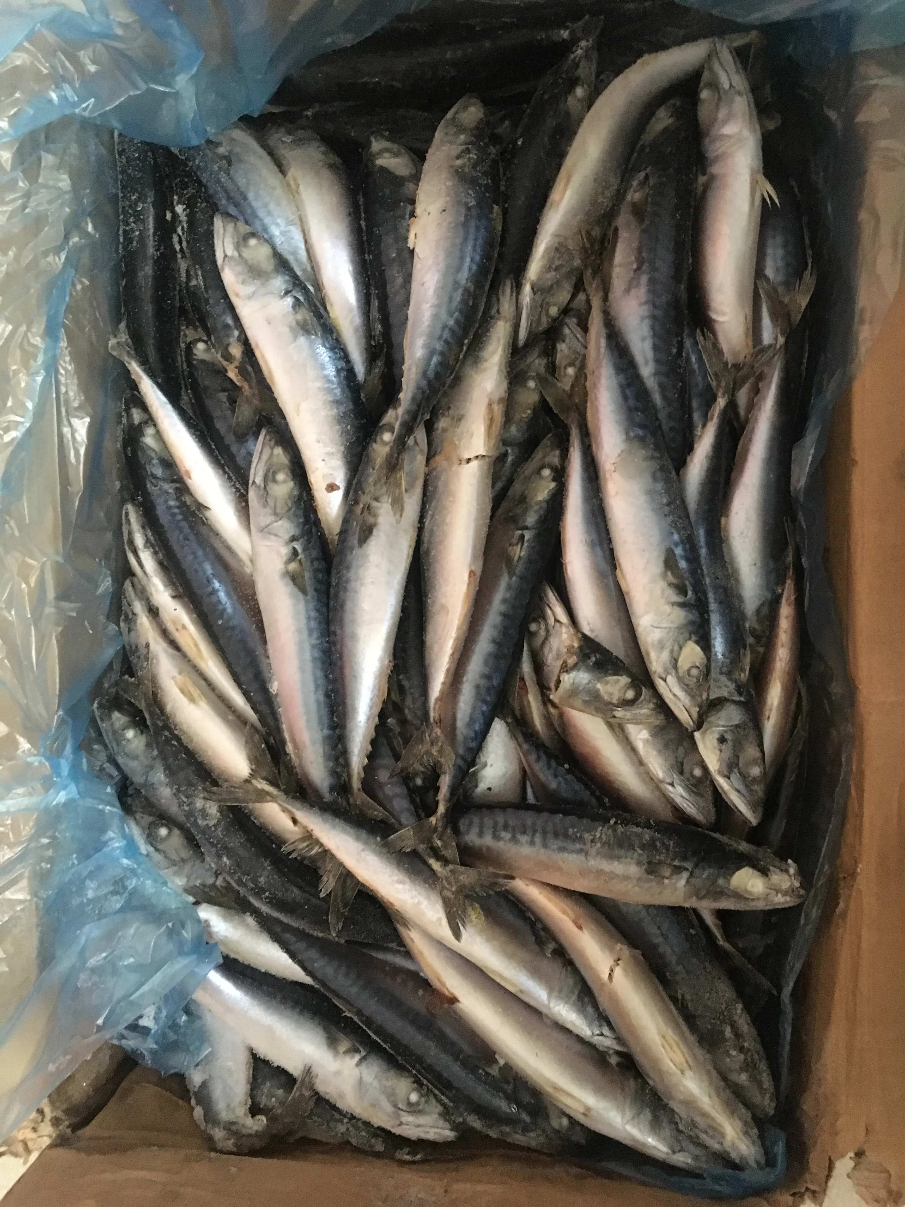 新到达最优质最优惠的价格冷冻鲭鱼