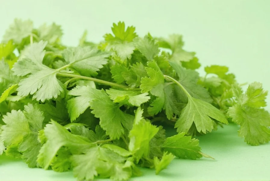 Comparison of coriander alternatives including parsley, basil, and culantro for those with soapy taste perception