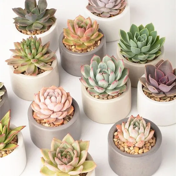 

wholesale home indoor decorative plastic artificial succulent pot plants garden decor cheap succulents, Natural color