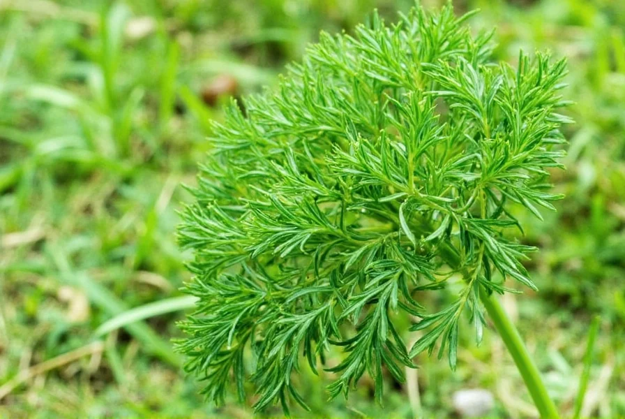 Fresh Dill Leaves