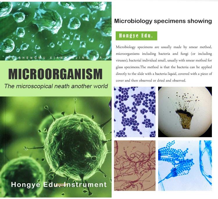 Biology Microscope 50pcs Slides Bacteria Prepared Microbiology Slides