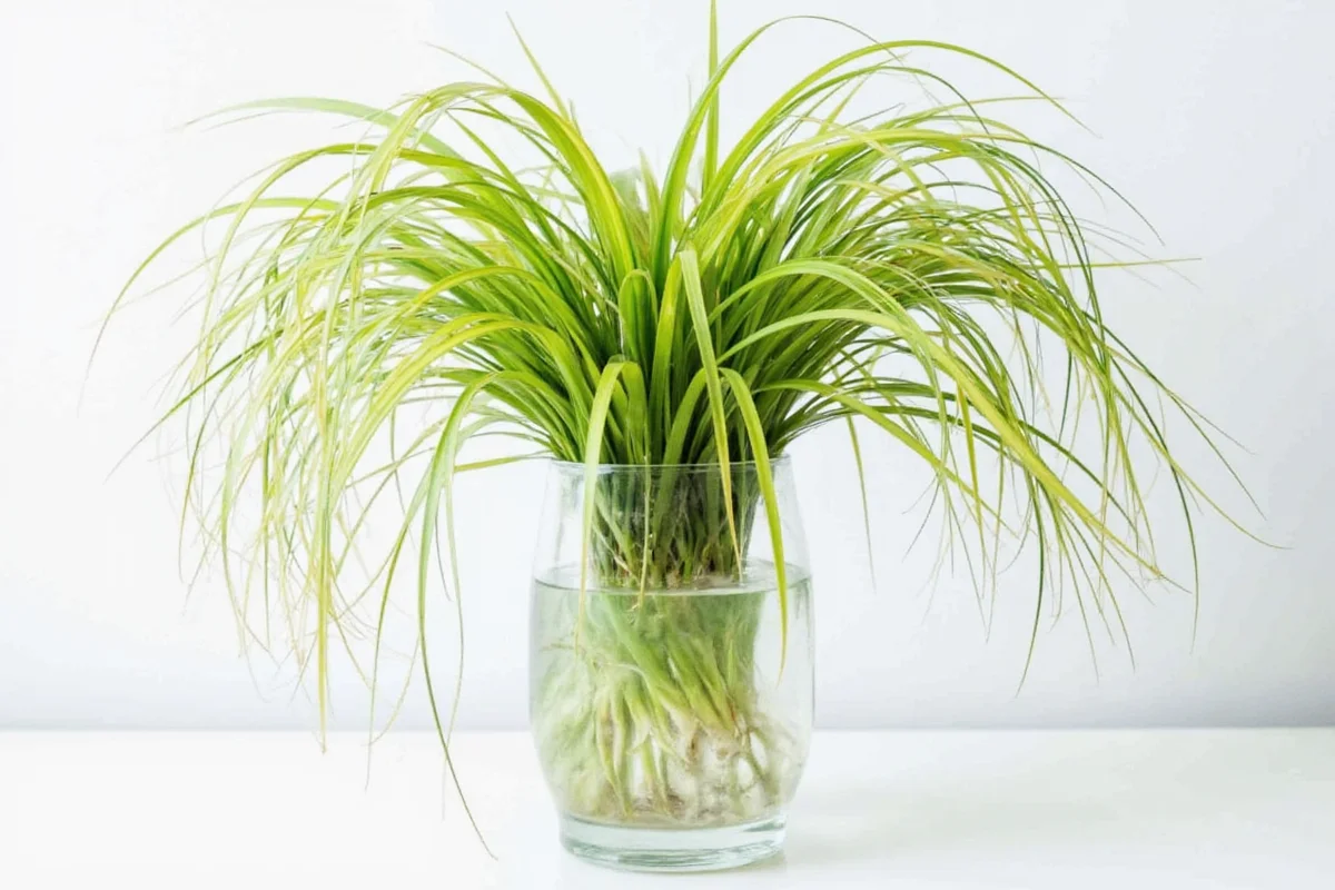 can spider plants grow in water