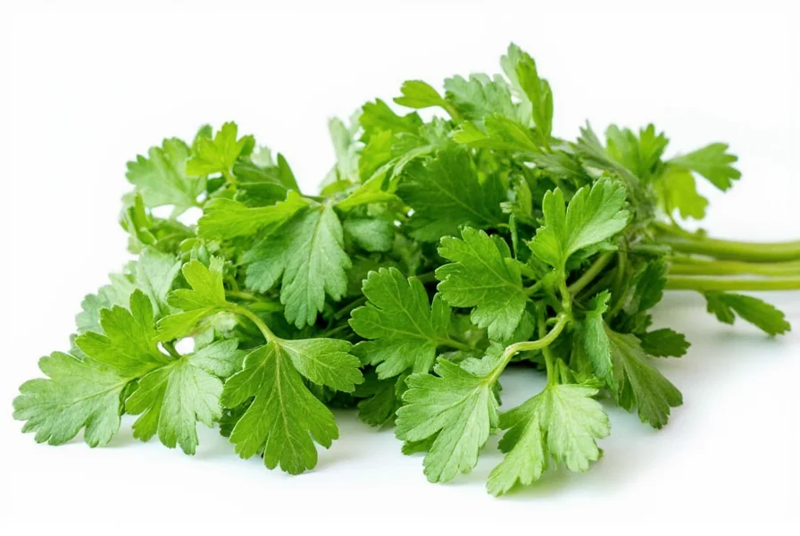 Cilantro: The Other Name for Coriander Explained