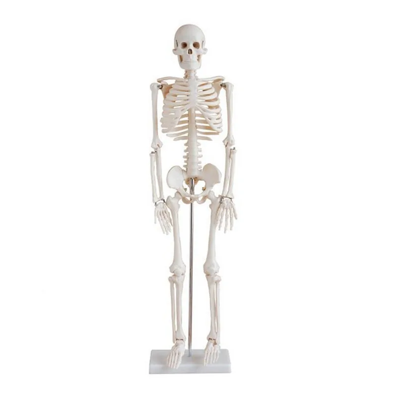 High Quality 85cm Educational Medical Anatomy Human Plastic Skeleton Model Human Bone Model