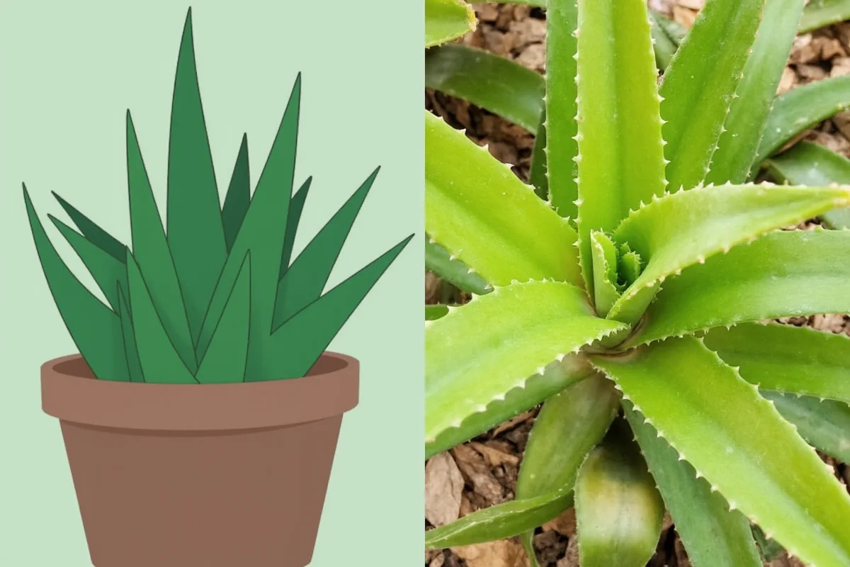 how to take care of indoor aloe vera plant