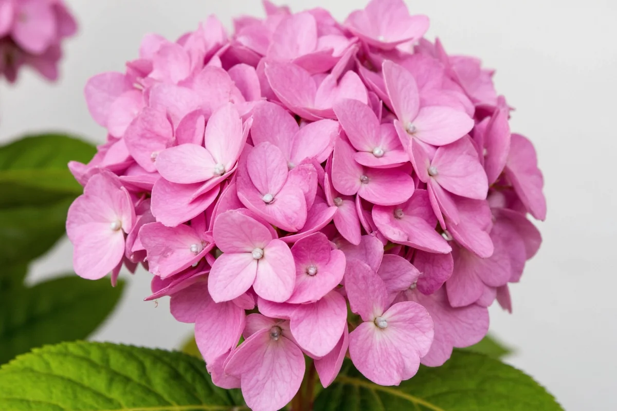 how to care for a hydrangea plant in a pot