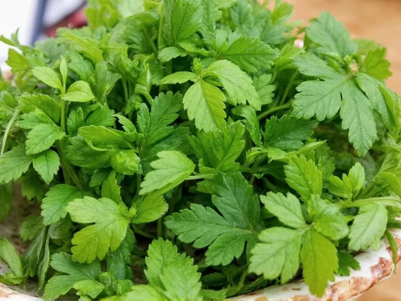 Best Coriander Substitutes: Practical Alternatives for Cooking
