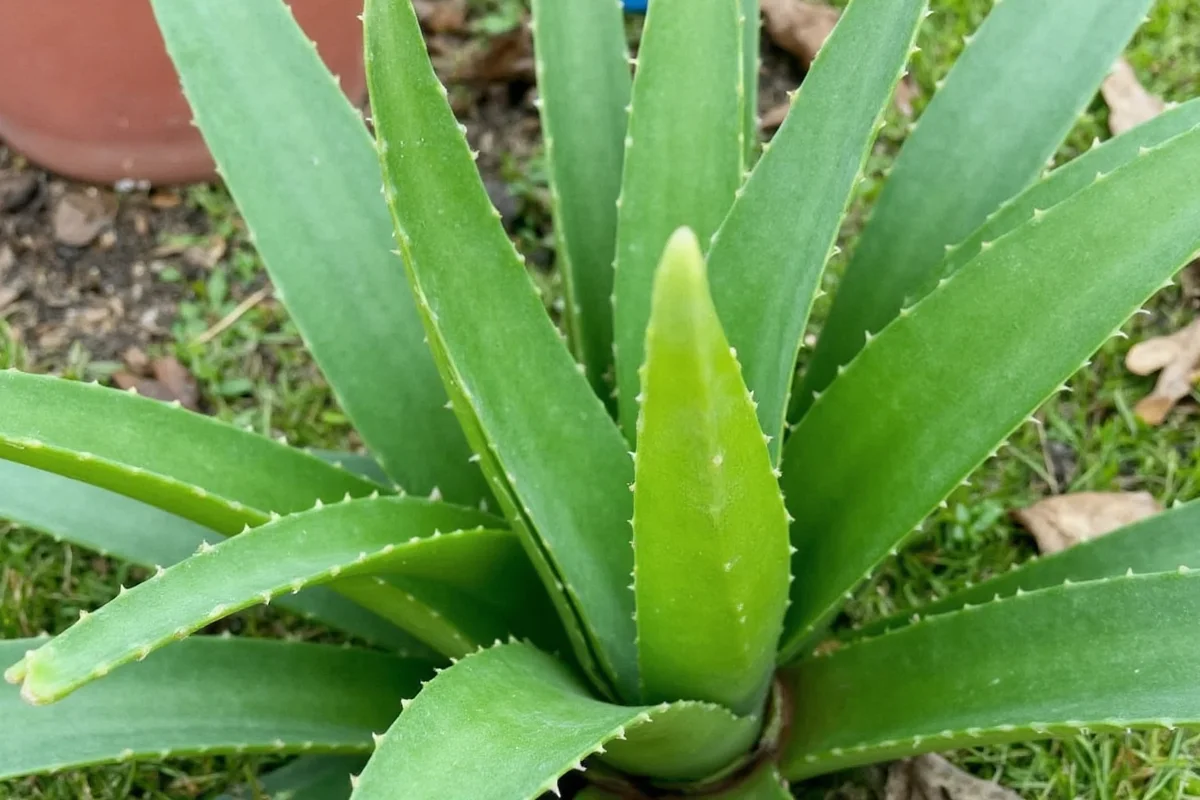 how big does aloe vera plant grow