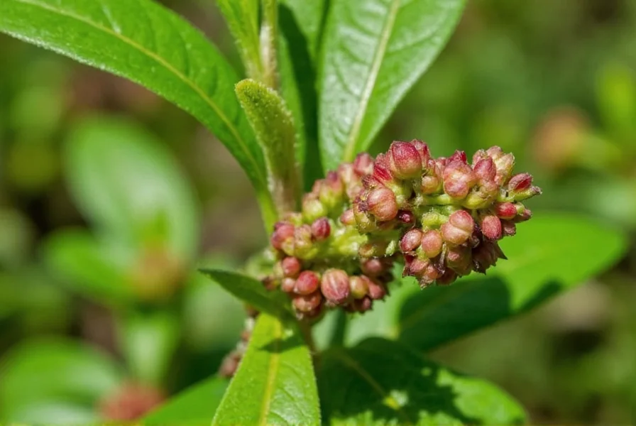 Ilicium Verum: Complete Guide to Star Anise Benefits & Uses