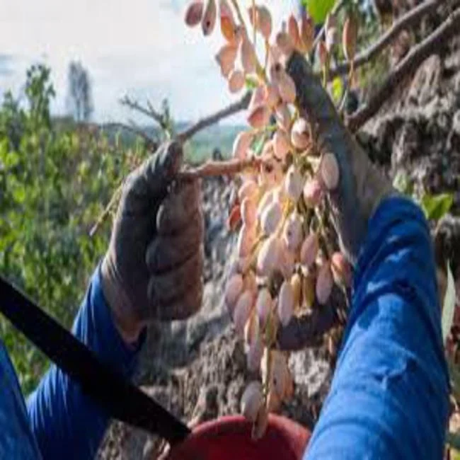 
Pistachio Nuts iranian for sale high quality good price , 