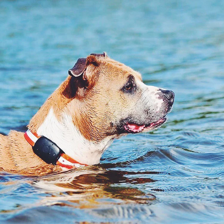 

pet gps tracker, Remote monitoring mms video taking locator Dog/ cats/ cow gps tracker pet tracker gps