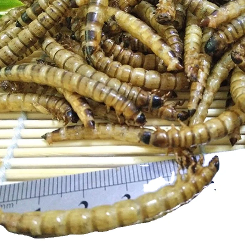 

Da mai chong Dried whole body Zophobas Morio Superworms for food, Light yellow