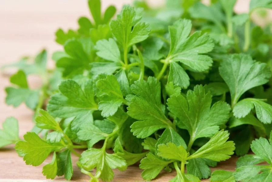 Various dishes featuring coriander in different culinary applications