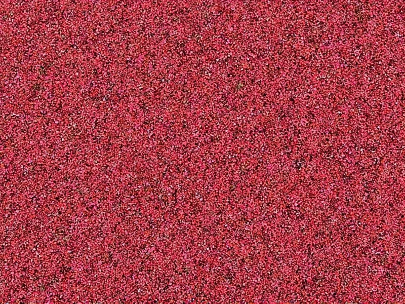 Red Thyme Ground Cover: Complete Growing Guide