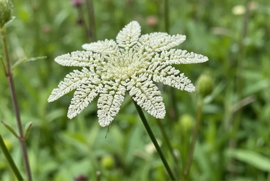 Nigella White Spice