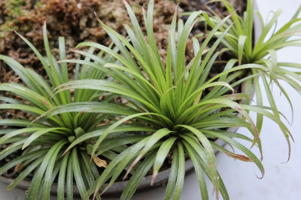 do air plants need light