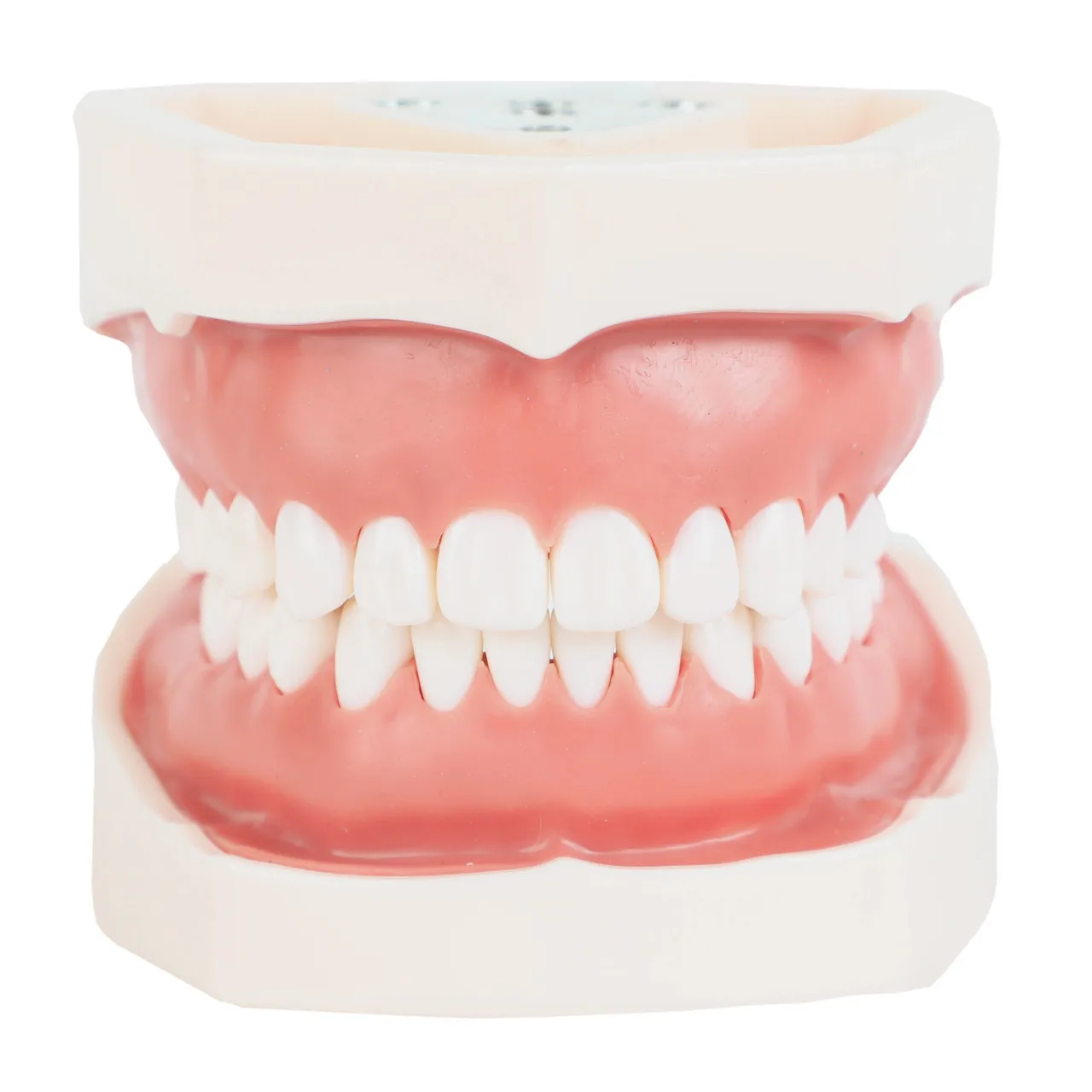 

Oral Teaching Dental Model Dentistry Removable Spare Implant Dental Practice Soft Gums 28 Resin Teeth Dentist Training