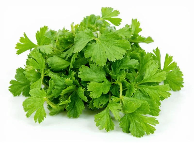Cilantro vs Coriander: One Plant, Two Names Explained