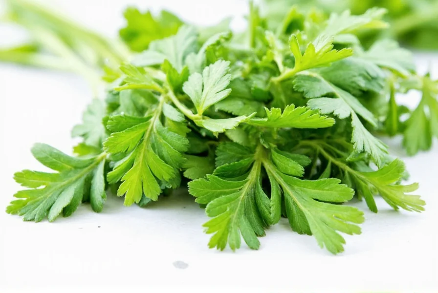 Frische Cilantro-Blätter und Coriandro-Samen nebeneinander