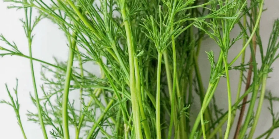 dill sprig demystified from what it is to how to use it like a pro