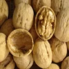 xinjiang Wholesale organic cheap price wide dried tree walnuts kernel for sell dried walnuts