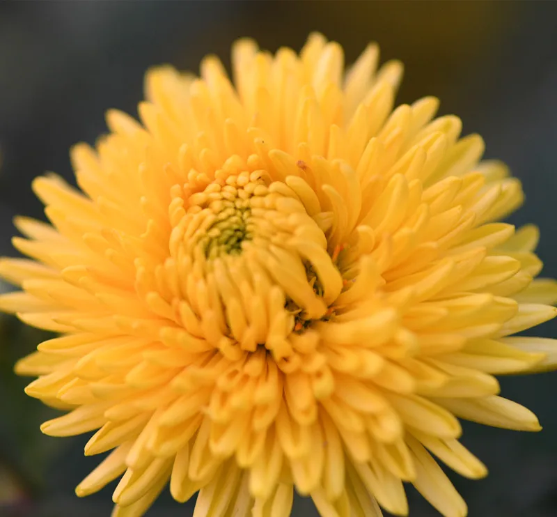 Skin Beauty Flower Tea Organic Dried Chrysanthemum Tea - 4uTea | 4uTea.com