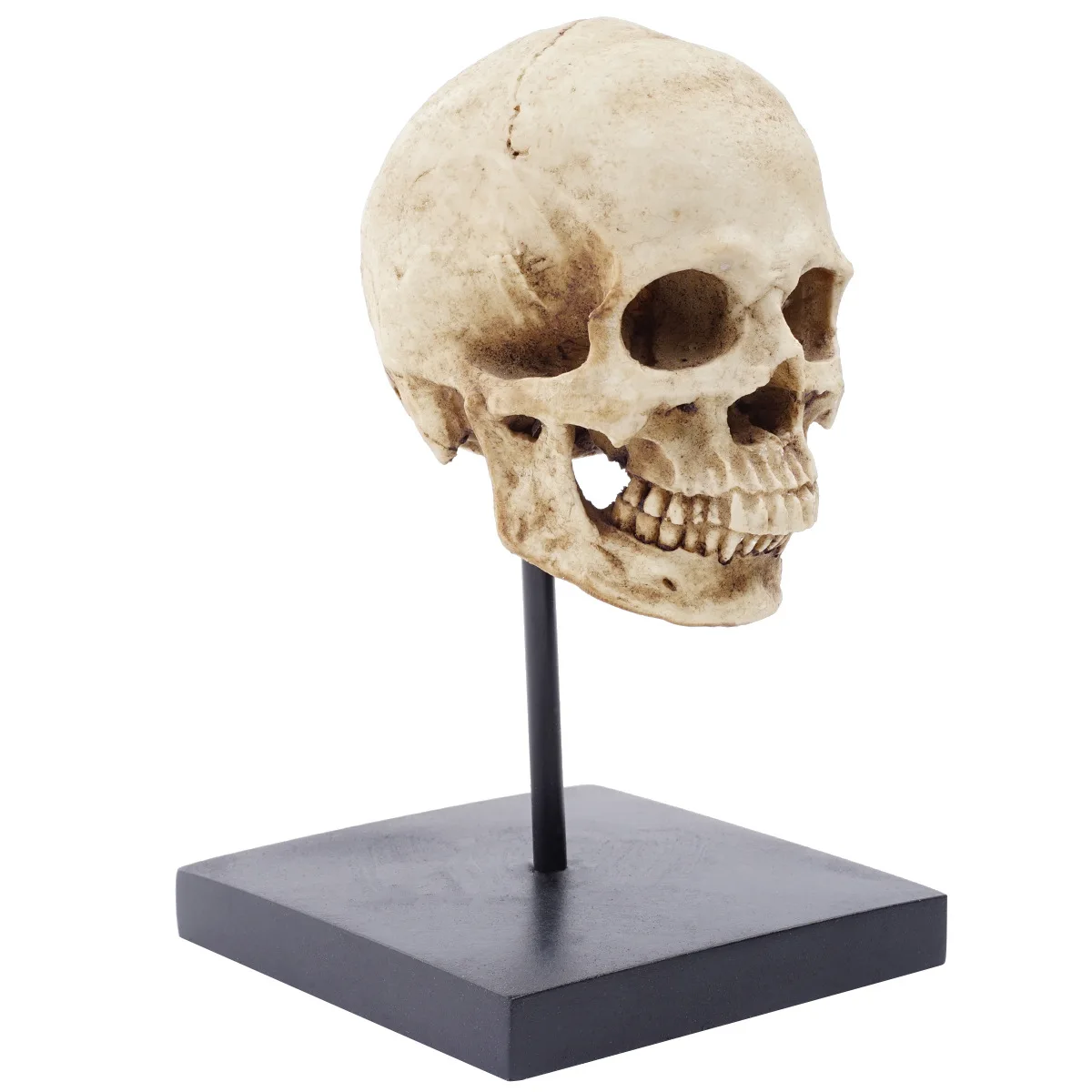 万圣节装饰咧着嘴笑高度现实的复制品人类头骨模型