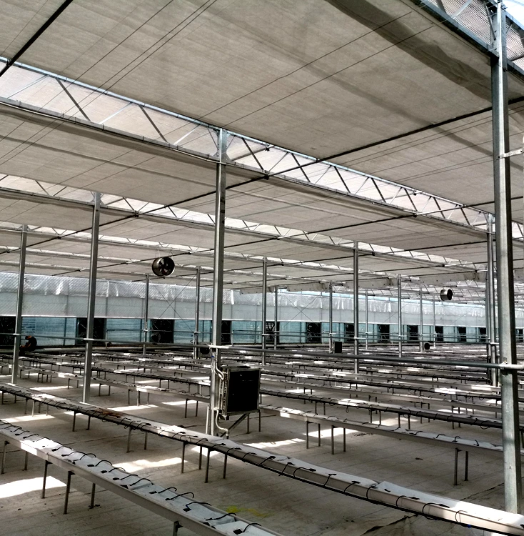 
Plastic Film Greenhouse with Hydroponic Growing System 