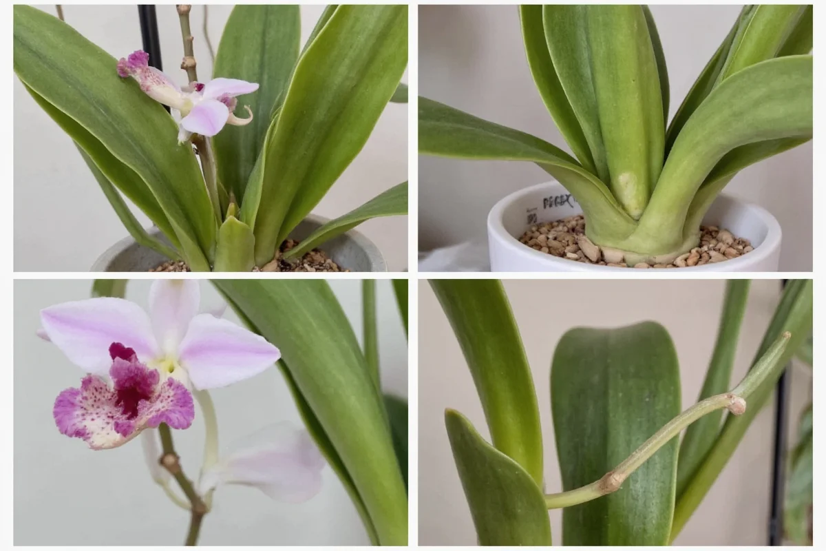how to revive orchid plant