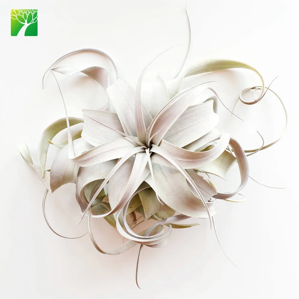 
Low price silvery gray 4-20cm mini air plant Tillandsia Xerographica 
