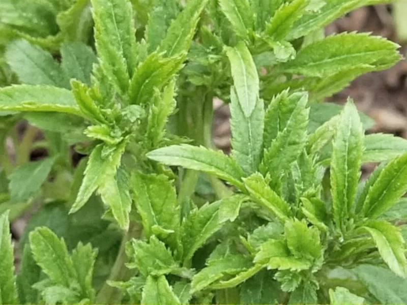 Best Herb de Provence Substitute: Quick & Easy Alternatives