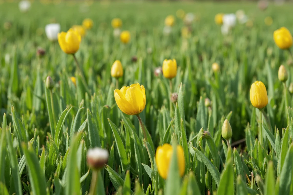 are calla lilies toxic to cats