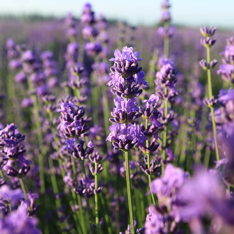 
Flowers Bouquet Royal Blue natural lavender Wedding Flower Bouquets 