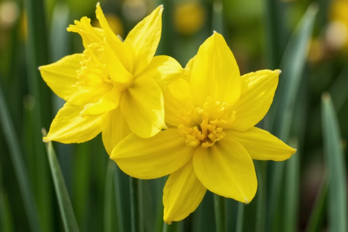 0301 daffodil