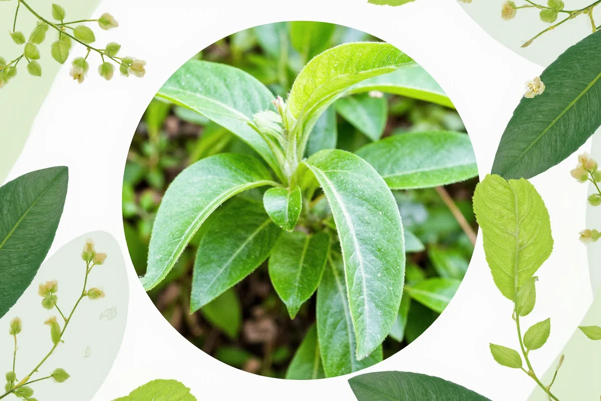 Expert Tips for Sustainable Plant Care in 2025
