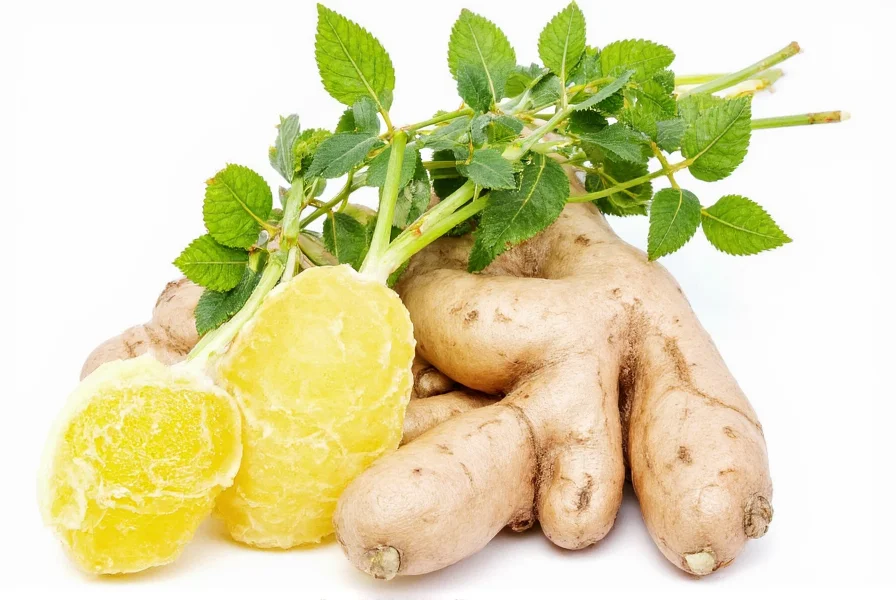 Frische Ingwerwurzeln mit Wurzeln und Trieben