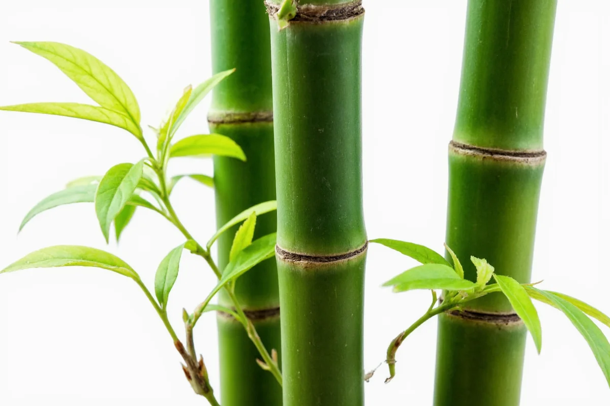 how quickly do bamboo plants grow