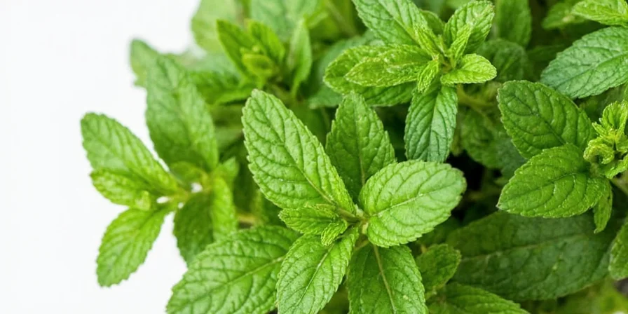 Growing mint plant in a sunny kitchen window