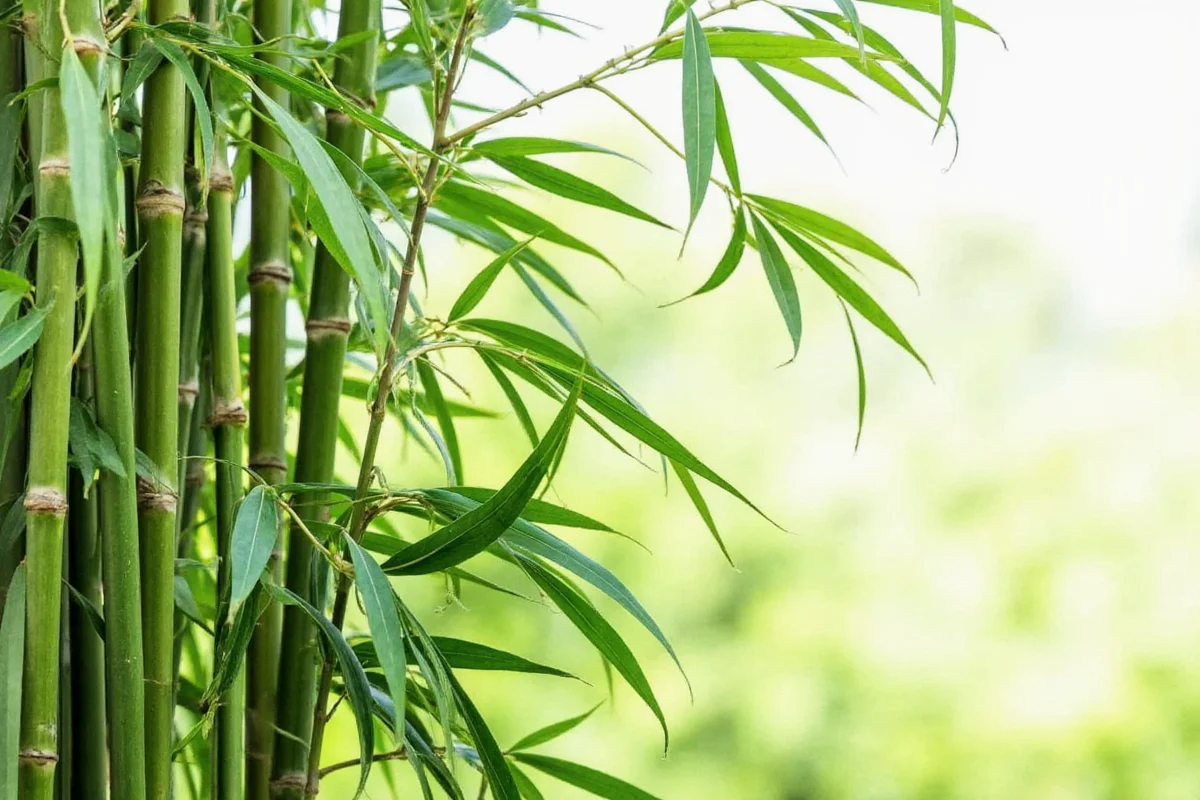 What Do Bamboo Plants Represent? Symbolism Explained