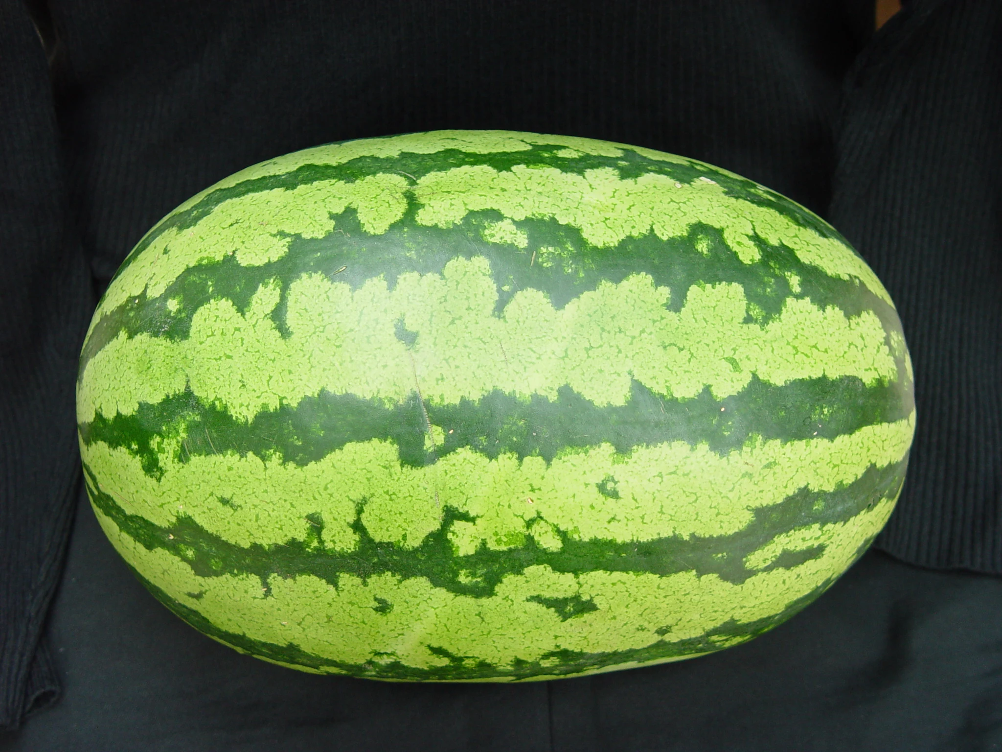 
8th Emperor big green planting watermelon hybrid seed 